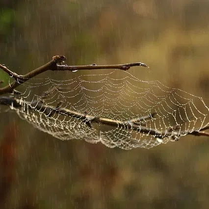 A study published on Oct 29 in the journal PLOS One says spiders include noticeable features on their webs to distract predators that prey on them. 