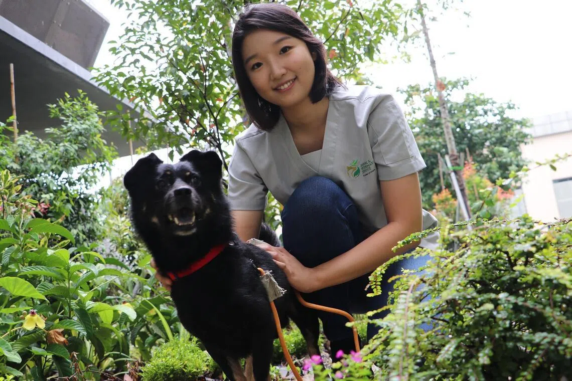 Dr Lee Heejun is a veterinarian for the Animal & Veterinary Service.
