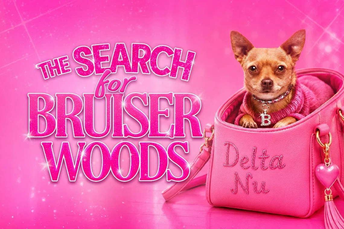 The search will take place at event The Proud Pet Parade on June 6 at New Bahru.