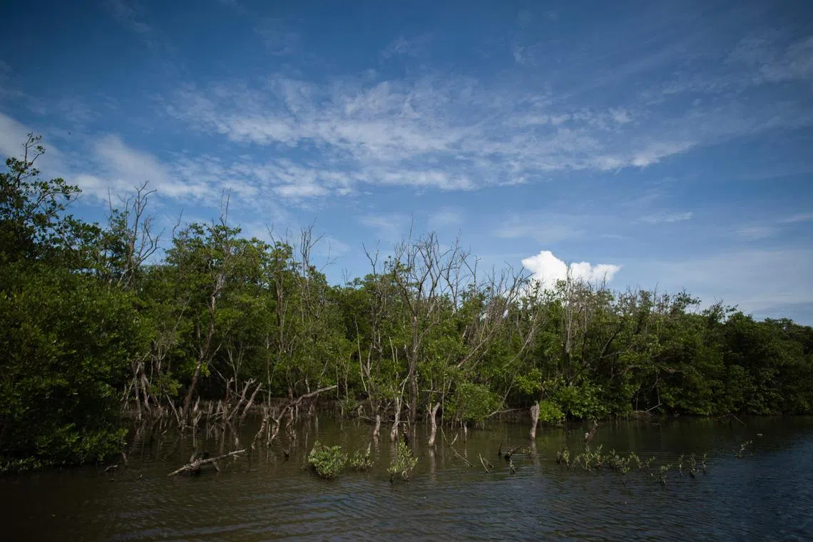 Mangrove cover has declined by 35 per cent globally in the past three decades.