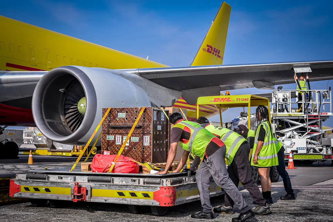From antelopes to life-sized bear sculptures: DHL’s most unusual deliveries in 2025