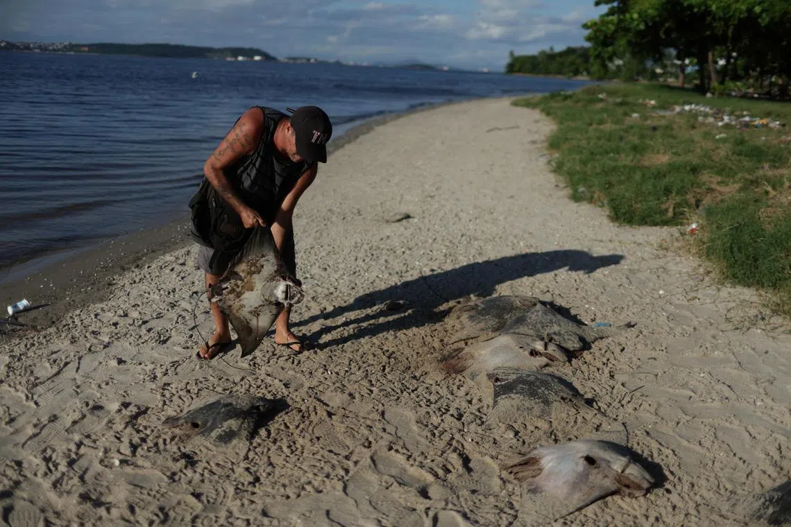 A fisherman holds a dead stingray at Ilha do Fundao, on the banks of the Guanabara Bay, in Rio de Janeiro, Brazil. 

