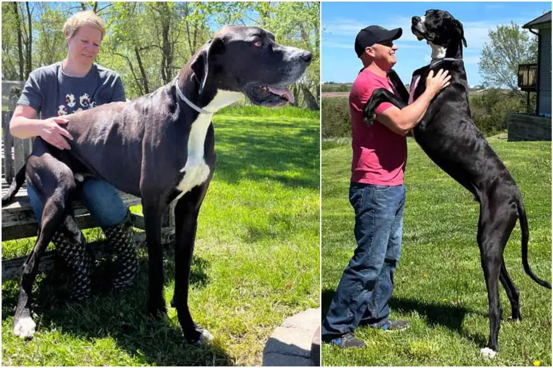 According to the Guinness World Records, Kevin surpasses the average height of a male Great Dane.