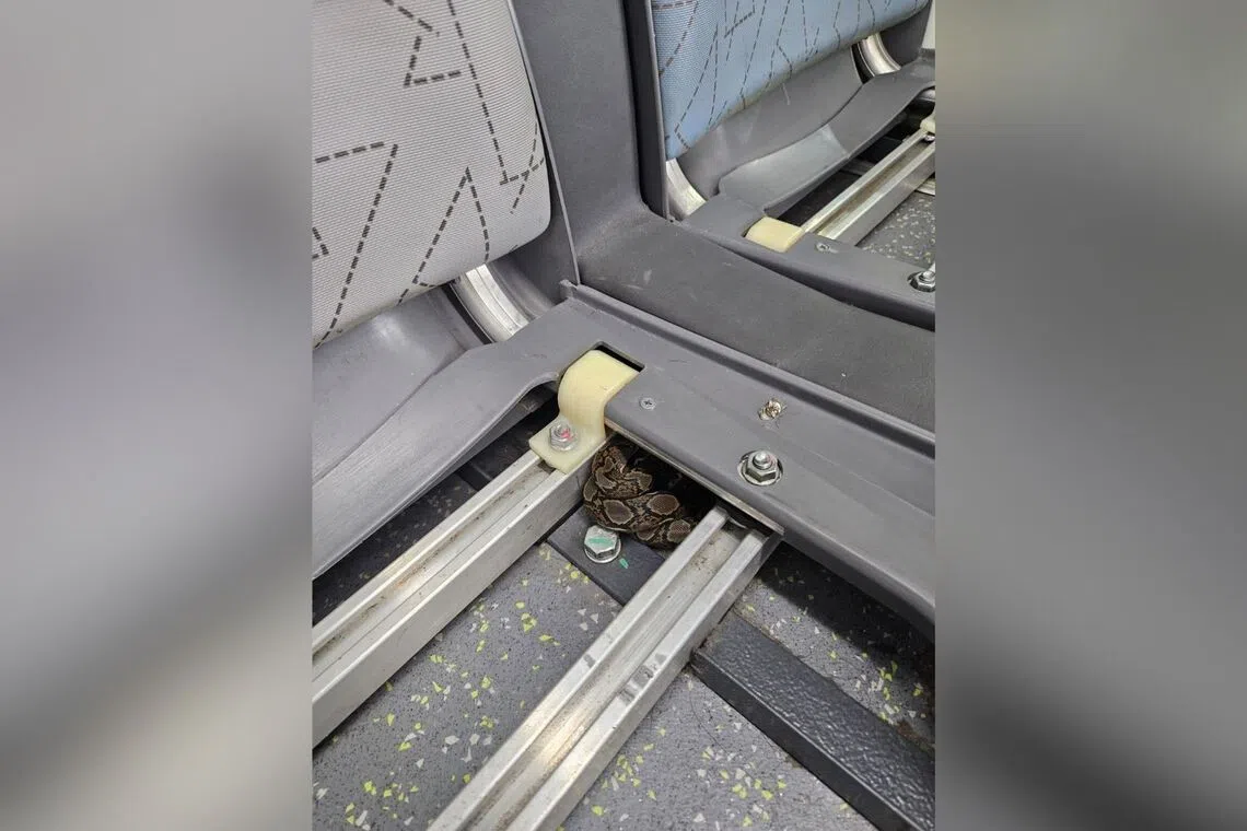 The juvenile python was located resting under a seat at the back of the bus on Oct 22.