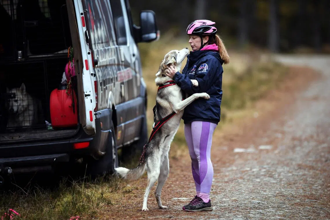 A musher plays with her Husky dog during a training session on forest tracks, ahead of the The Siberian Husky Club of Great Britain 39th Aviemore Sled Dog Rally near Feshiebridge, Cairngorm, Scotland, on Jan 26, 2023. 