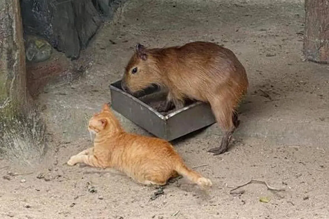 A cat named Oyen has been rooming with capybaras at Malaysia's Zoo Negara, making the capybara enclosure a top draw at the zoo.
