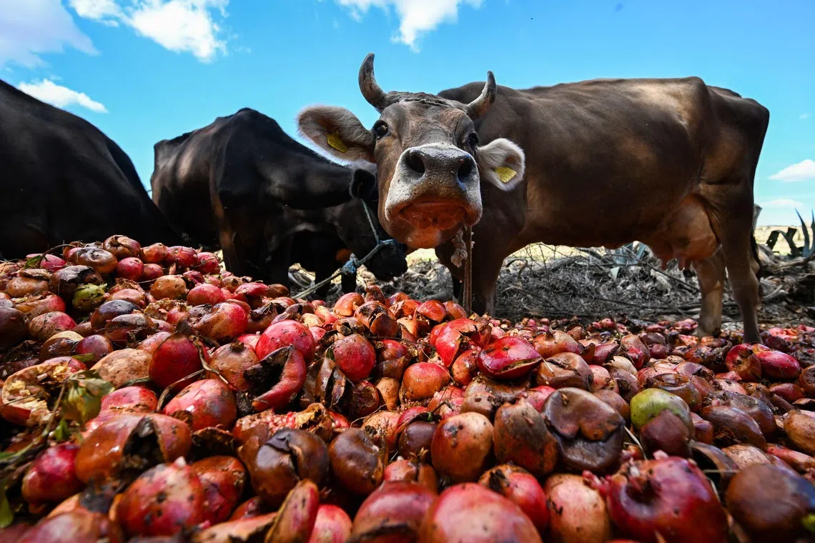 Cows eating pomegranates at a farm in the town of Tebourba, about 30 kilometers west of Tunis, Tunisia on Oct 23, 2025. 