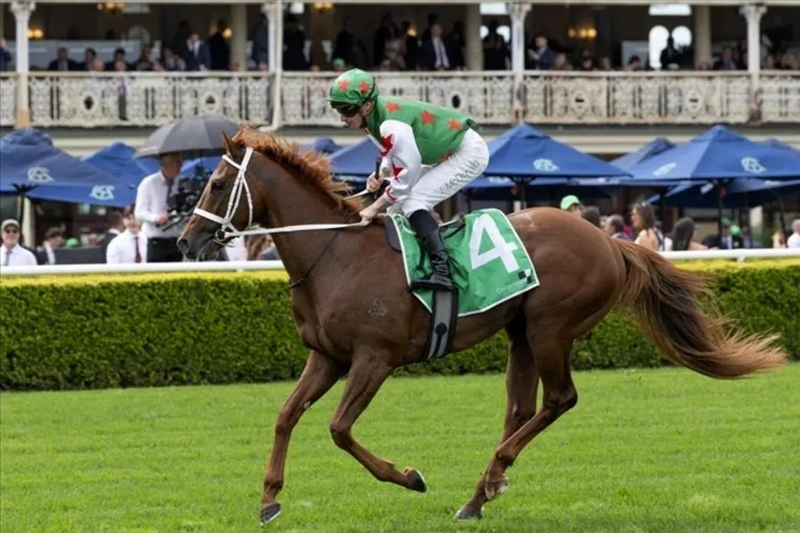 Wonka -  Wonka (James McDonald) cantering to the start en route to his victory in the Listed Dulcify Quality (1,600m) at Randwick on Oct 3. Jockey Jason Collett takes over in the Group 1 Sping Champion Stakes (2,000m) at the same track on Oct 24.

PHOTO: SKY RACING