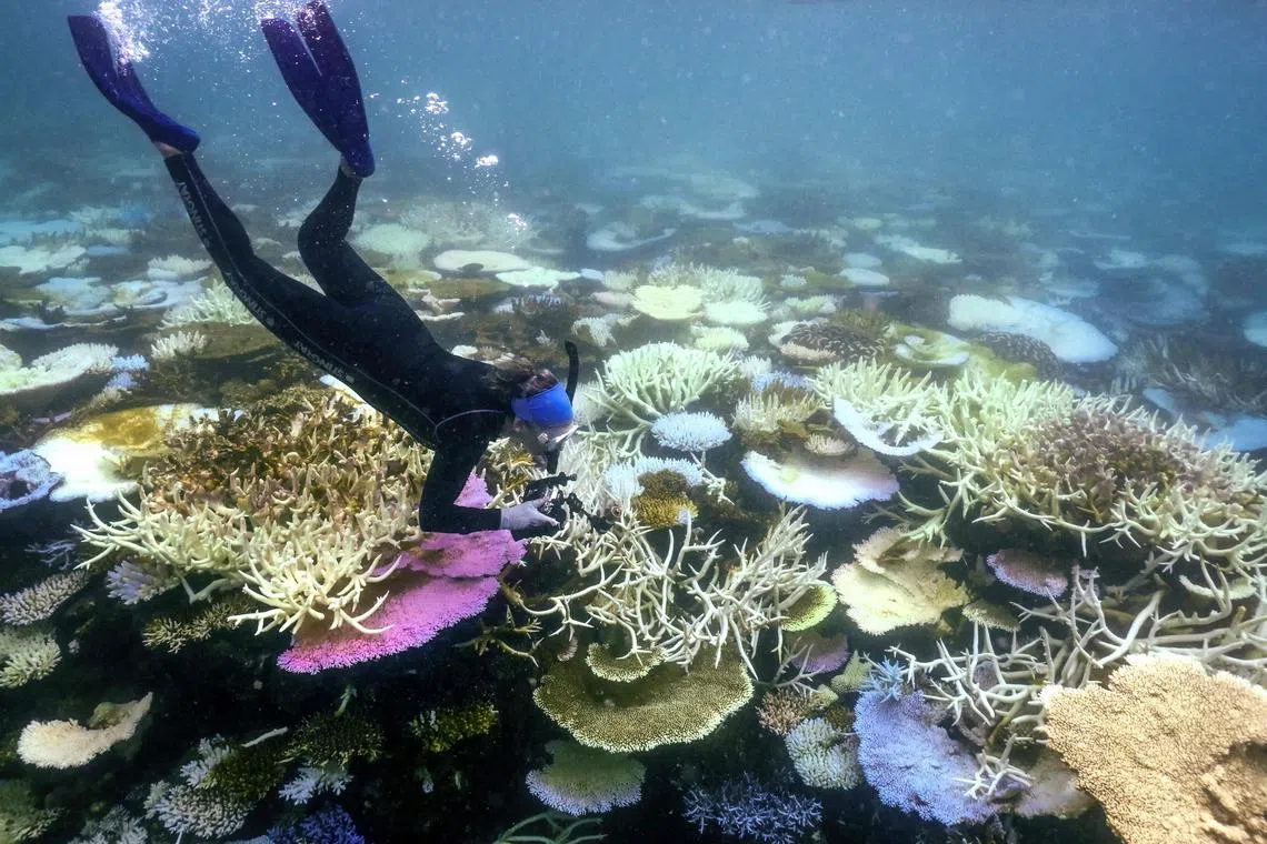 The world’s coral reefs are in the throes of a global bleaching event caused by record ocean temperatures.