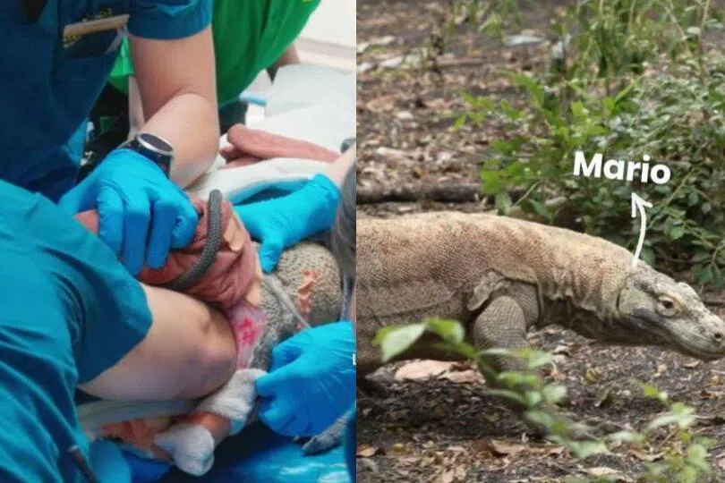 Monkey business leads to medical emergency for Mario, S’pore Zoo’s resident komodo dragon