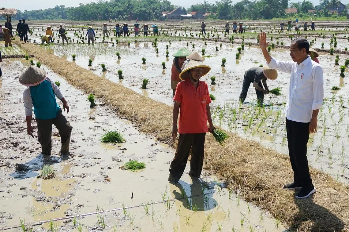 Indonesian President Joko Widodo waves as he visits the paddy field area in Pekalongan, Central Java province, Indonesia on Dec 13.. 