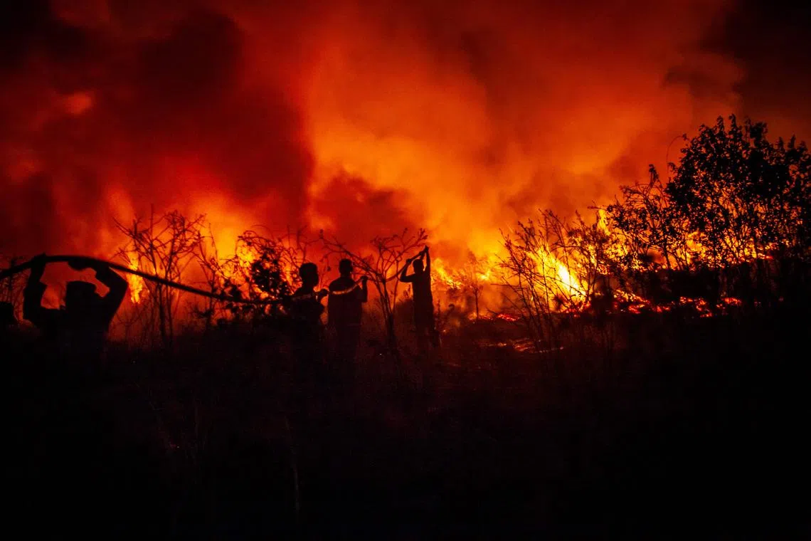 In this picture taken on September 12, 2023, Firefighters trying to extinguish a peatland fire in Ogan Ilir, South Sumatra. on Sept 12, 2023.