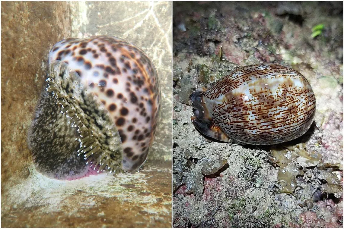 Both the Tiger (left) and Arabian cowrie species are endangered in Singapore because of habitat loss and over-collection.