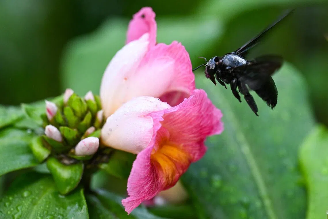 Carpenter bees act as natural pollinators for various ginger plants, including for this Costus phyllocephalus.