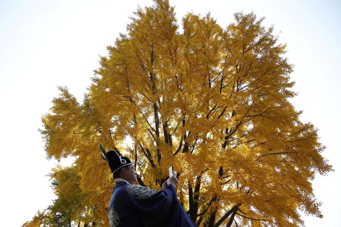 A man wearing the Korean traditional costume Hanbok takes a photograph of a ginkgo tree turning yellow on an autumn day at Gyeongbok Palace in Seoul, South Korea on October 30, 2023. 