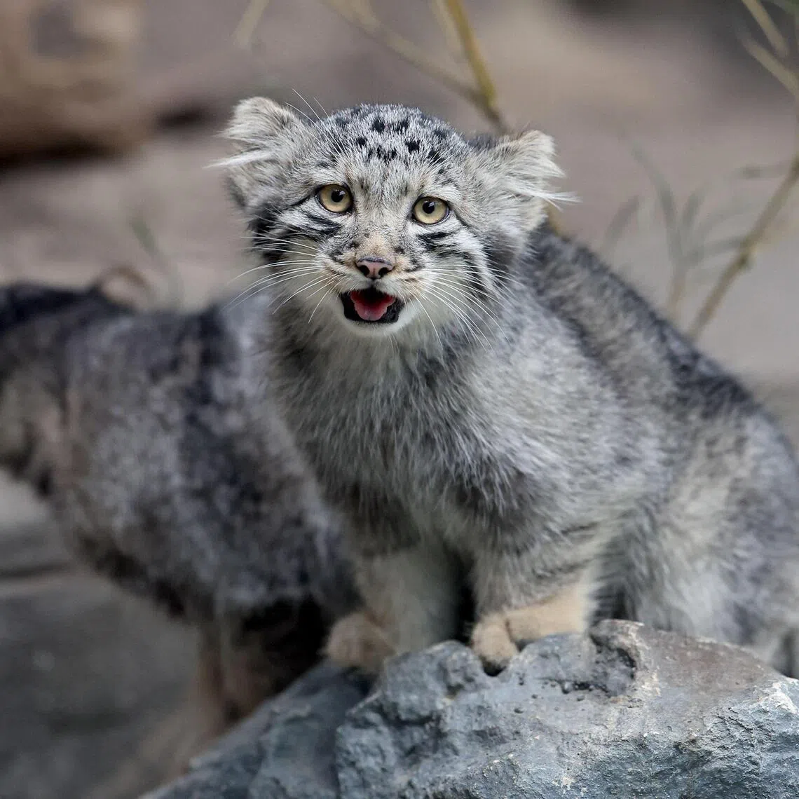 Pallas's cat kittens, a species considered to be the world's oldest living feline, are seen in their enclosure at Kobe Animal Kingdom in Kobe on July 27, 2026. Pallas's cat Azu gave birth to five kittens on May 12. (Photo by PAUL MILLER / AFP)