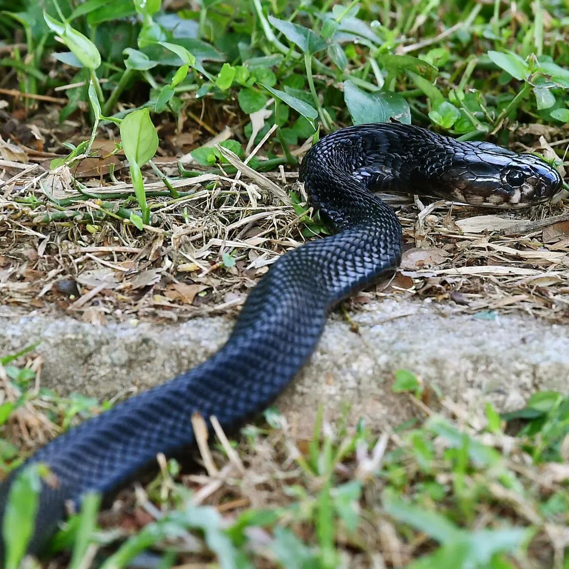 Native to Singapore, black spitting cobras have been encountered in parks, gardens and urban areas where prey such as rodents and amphibians can be found.