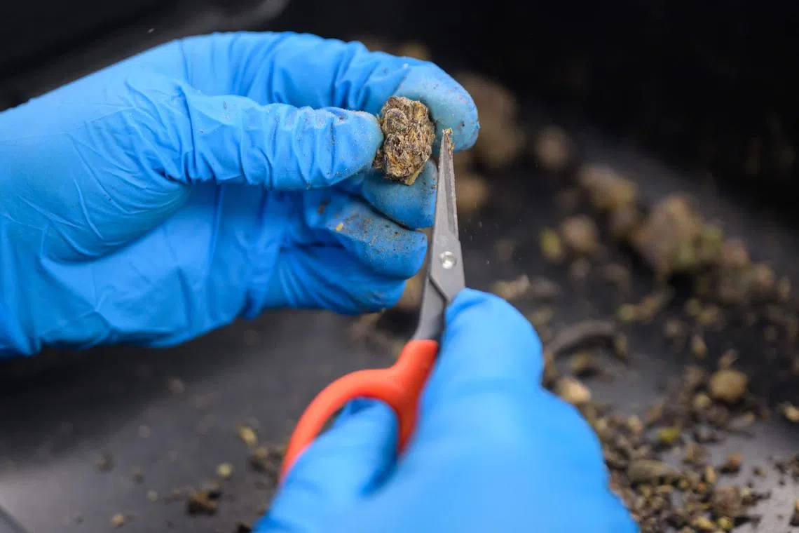 Cannabis remained Europe’s most consumed illicit drug, with increasingly potent products complicating health risk assessments.