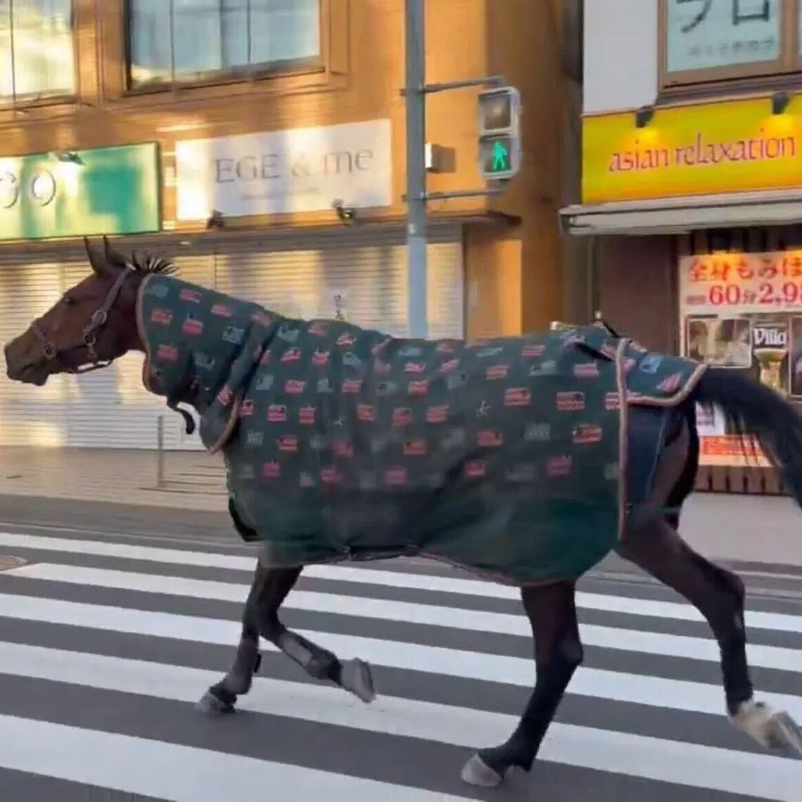 The nine-year-old horse reportedly escaped from a nearby university's equestrian club.