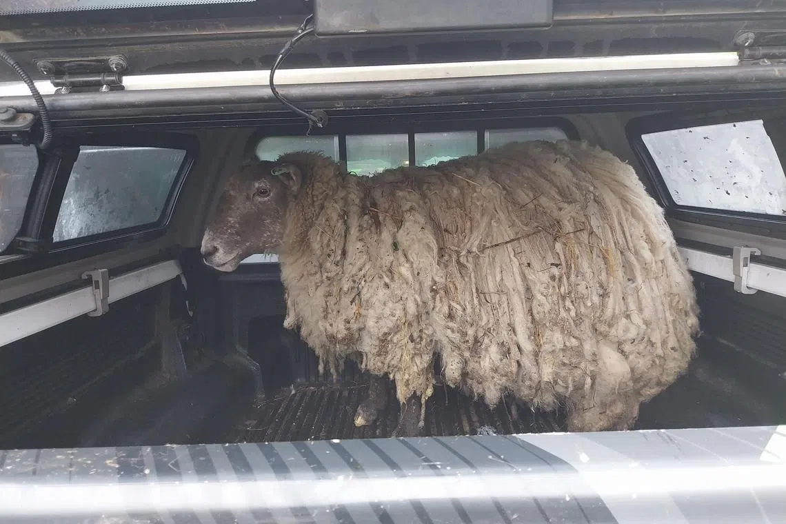 The sheep, now called Fiona, at the back of a vehicle after being rescued.