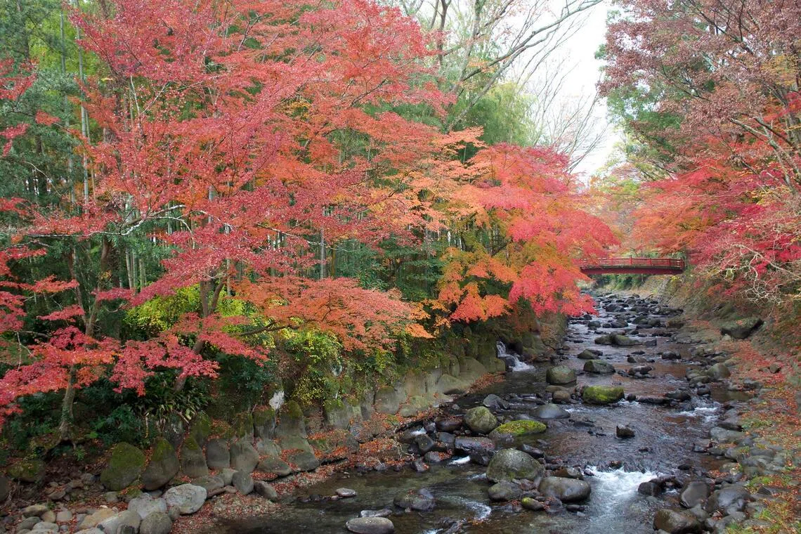 Cherry blossoms, snow and safaris: Why seasonal holidays are getting harder to plan
