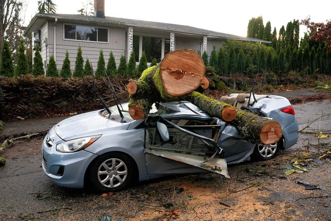 A fallen tree sitting atop a car after a powerful storm hit the US Pacific Northwest and western Canada, causing power outages in Washington, Oregon, California, and British Columbia while wreaking havoc on road travel, in Seattle, Washington, US, Nov 20, 2024. 
