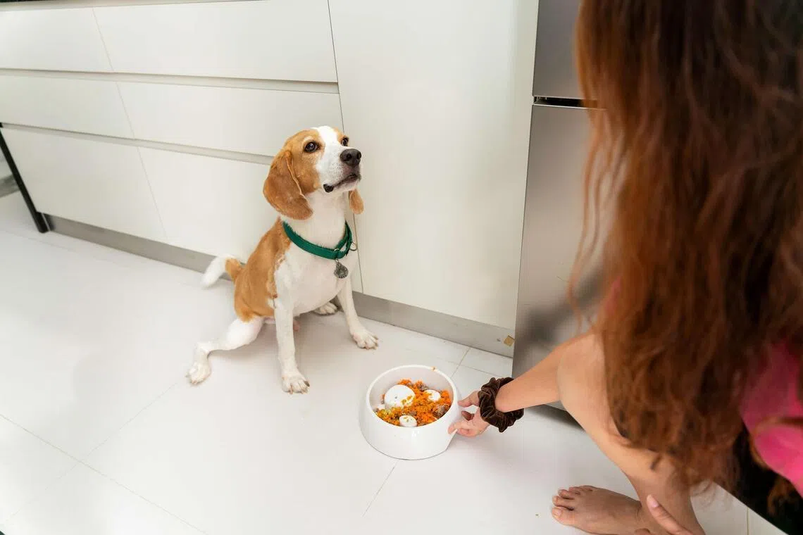 A pet’s daily meal serves as both sustenance and medicine, making the owner’s choice critical to the animal’s long-term health.