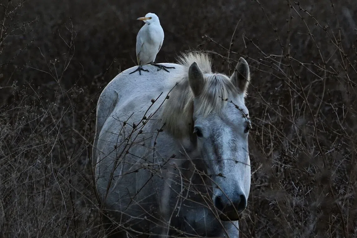 An egret standing on the back of a Camargue horse in a field near Villeneuve les Beziers, in Southern France, on Oct 15, 2025.