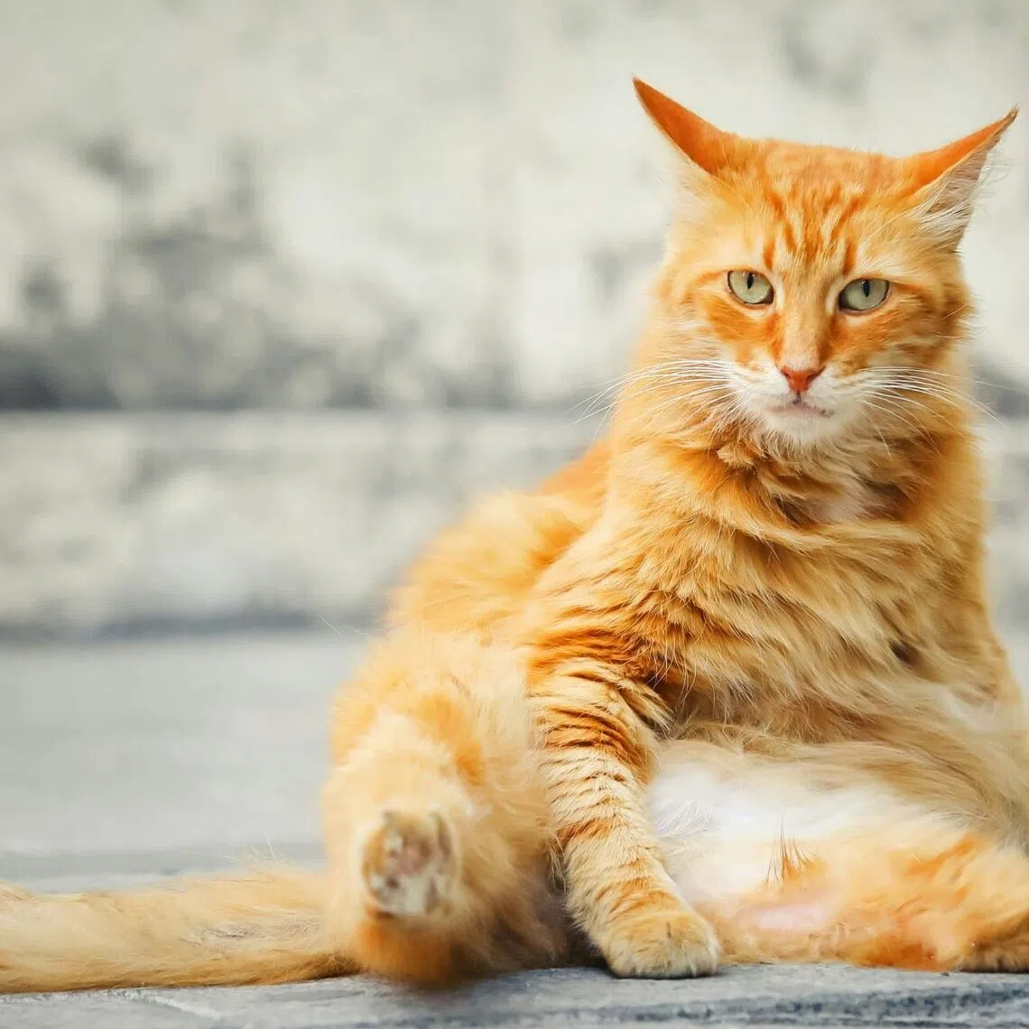  A biopharmaceutical company has begun a pilot study of a weight loss drug for cats with obesity.