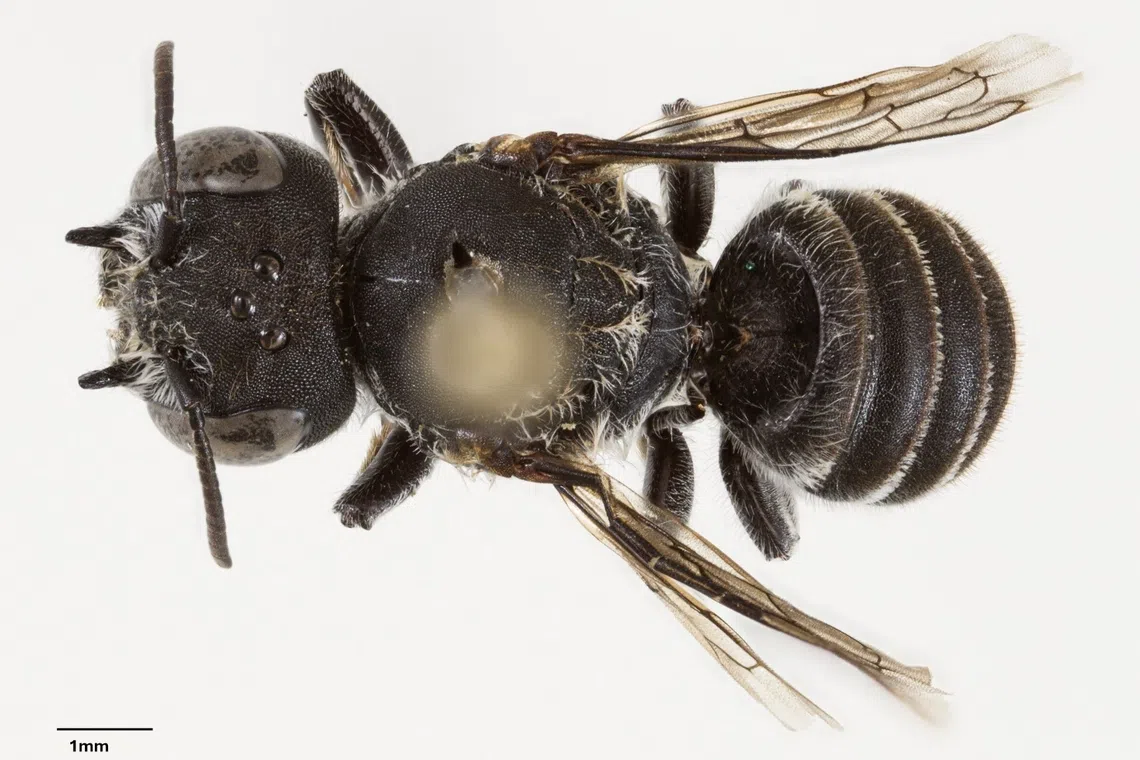 Australia now has a new creepy critter: a “lucifer” bee with devil-like horns.