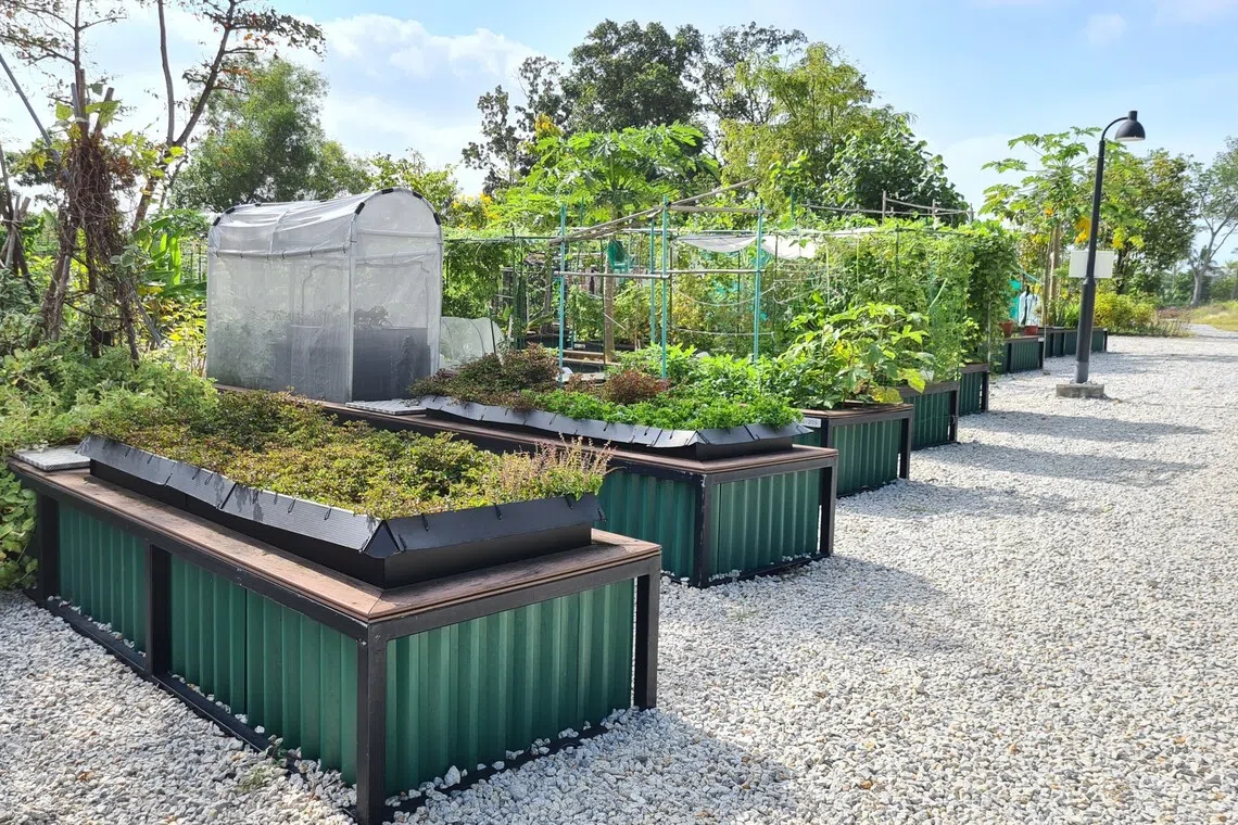 To date, more than 2,500 allotment gardening plots have taken root in 29 parks and gardens across Singapore.