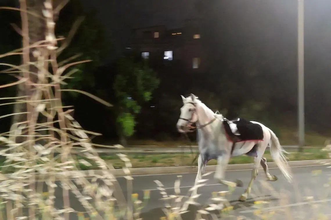 A horse on the loose gallops during the nighttime rehearsals for a parade to mark the 80th anniversary of the Italian Republic, in Rome, Italy, May 29, 2026, in this screengrab obtained from a social media video. Lucio Virzi Fotografo/via REUTERS