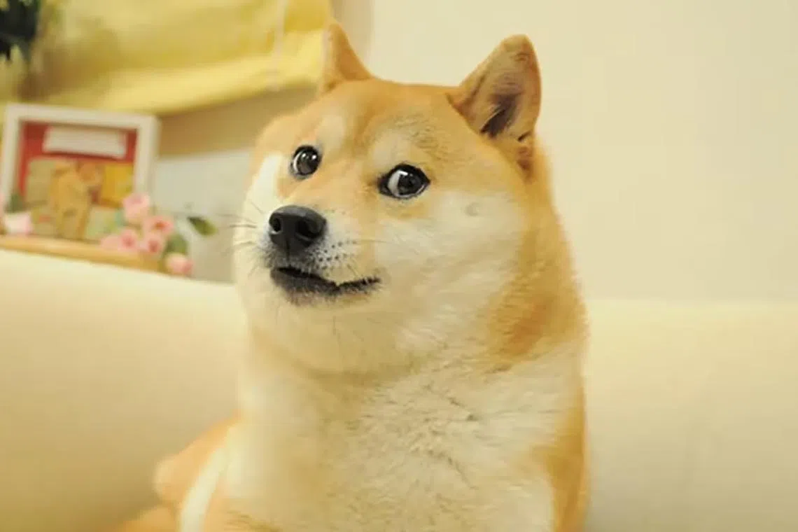 Ms Atsuko Sato took this photo of rescue dog Kabosu that quickly became an internet sensation.