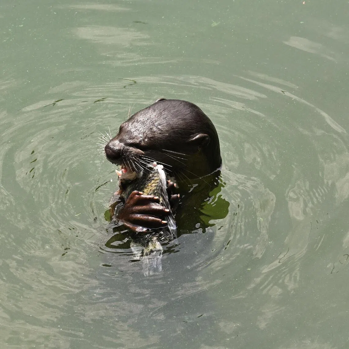Experts say it is possible that otters have begun to see the appeal of surfing.