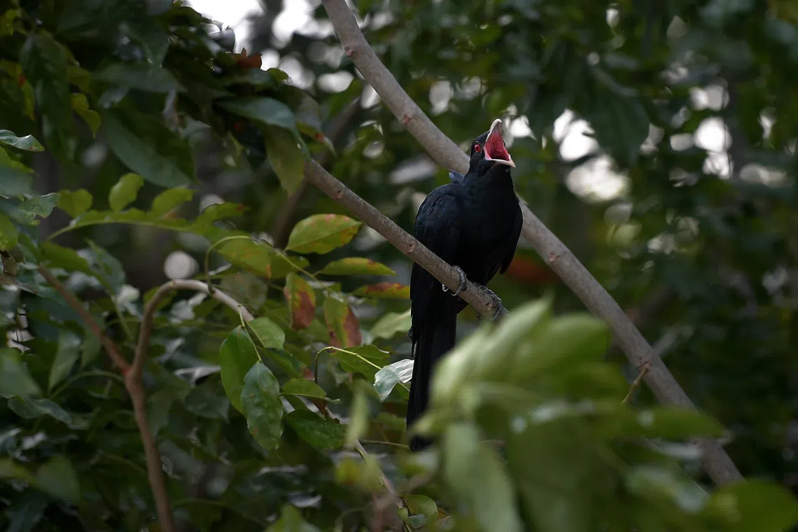 The distinctive shrill mating call of the Asian koel is often heard in the wee hours of the morning.