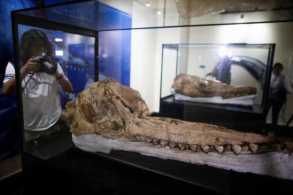 A pre-historic cachalot fossil discovered by researchers of a Peruvian university is presented to the public at the Natural History Museum in Lima, Peru Feb 15, 2023. 