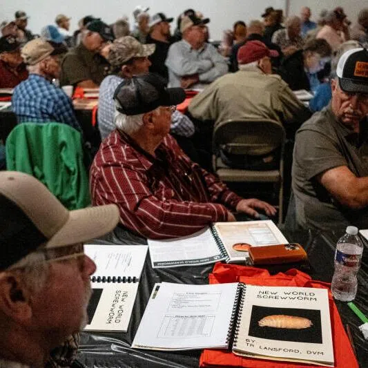 US cattle ranchers attending a presentation on the threat of the New World Screwworm in La Grange, Texas on May 1.