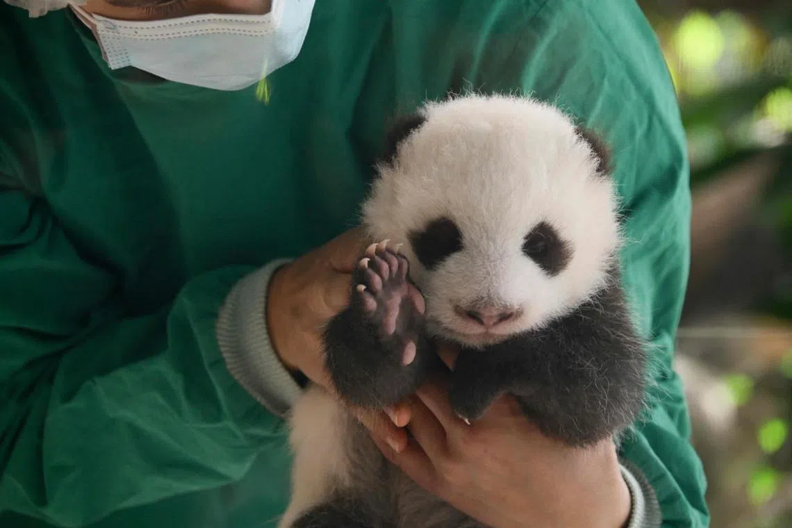 A zookeeper lays down a young still unnamed Panda cub during a media presentation of one of the Panda twins that were born on August 22, at the zoo in Berlin on October 15, 2024. (Photo by Tobias SCHWARZ / AFP)