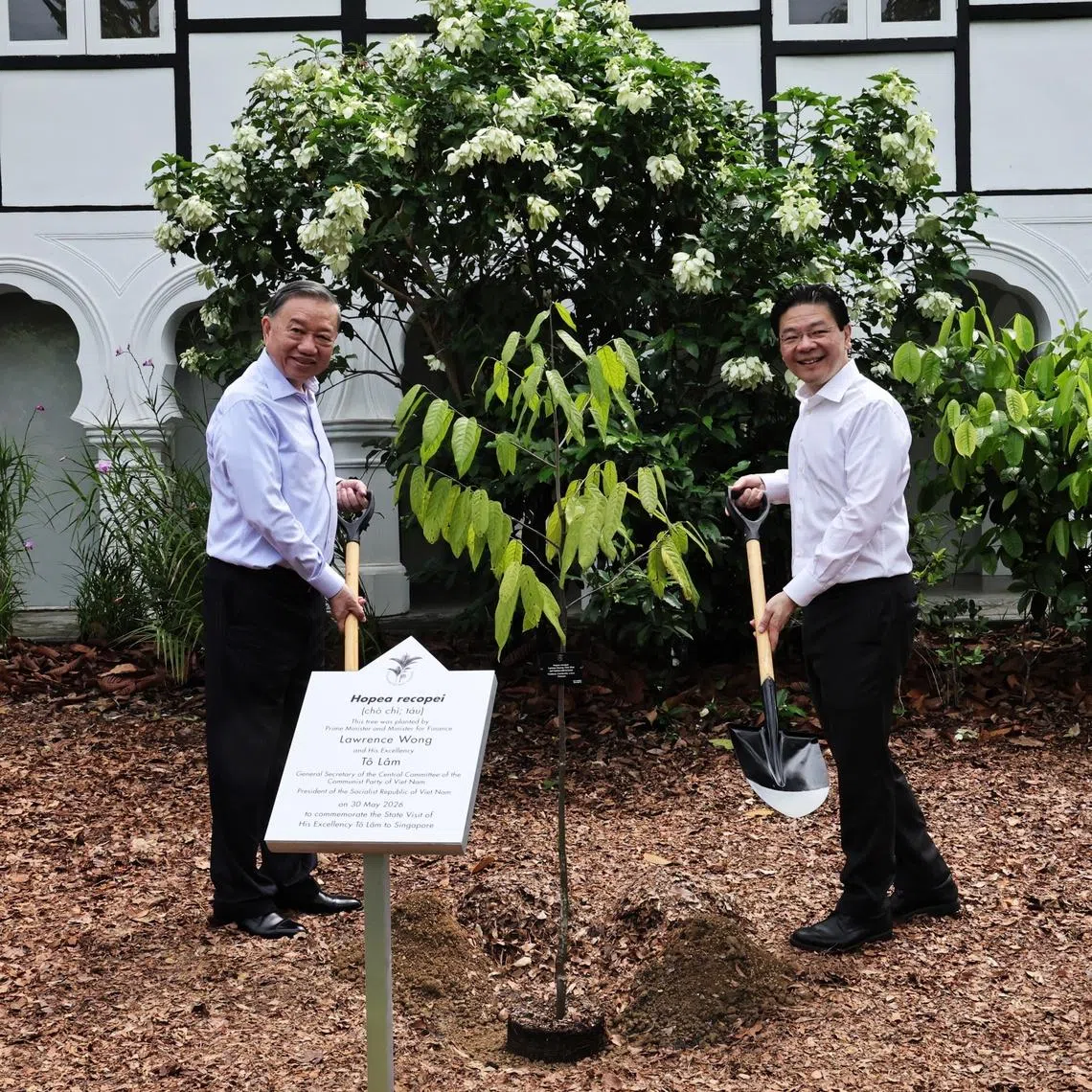 PM Lawrence Wong and Vietnamese President To Lam planting a Hopea recopei tree at the Singapore Botanic Gardens on May 30.