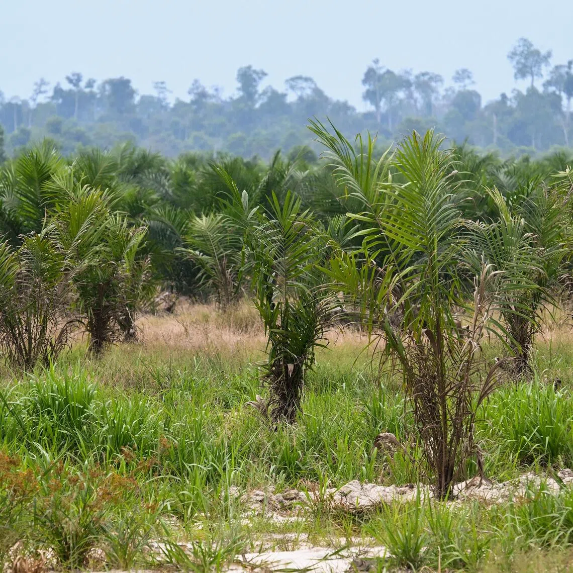 Indonesia is the world’s largest exporter of palm oil, thermal coal and nickel products.
