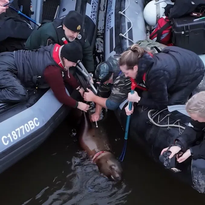 The tangled animal, a female Steller sea lion weighing 149kg, had been spotted on a dock in front of an inn, leading into the bay in south-western Canada.