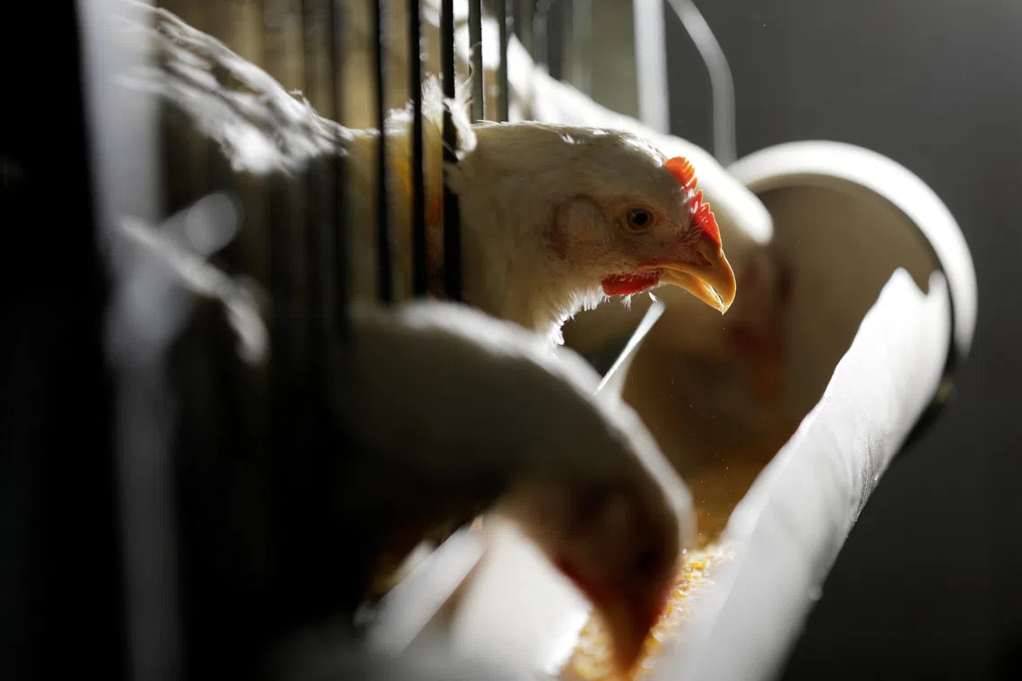 Chickens for sale are seen in cages in a shop in Sao Paulo, Brazil August 18, 2017.  REUTERS/Paulo Whitaker/ File Photo