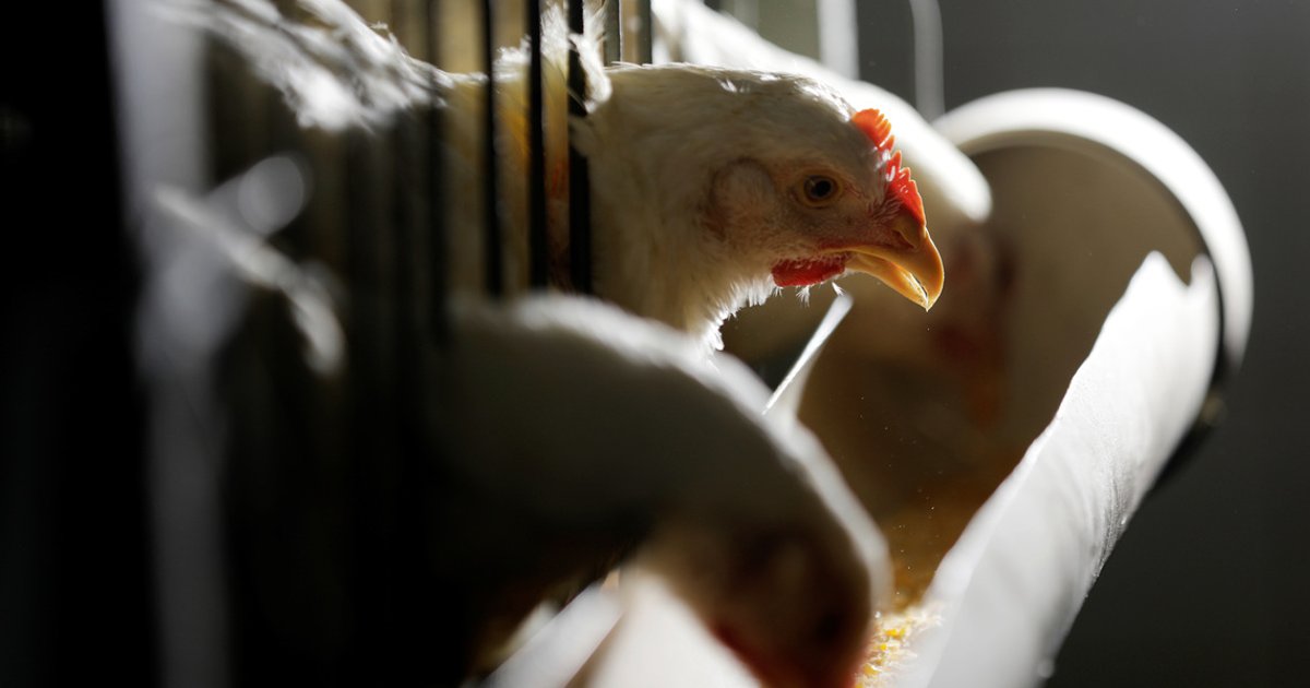 Brazil's Newcastle poultry outbreak unlikely to have major long-term impact, analysts say