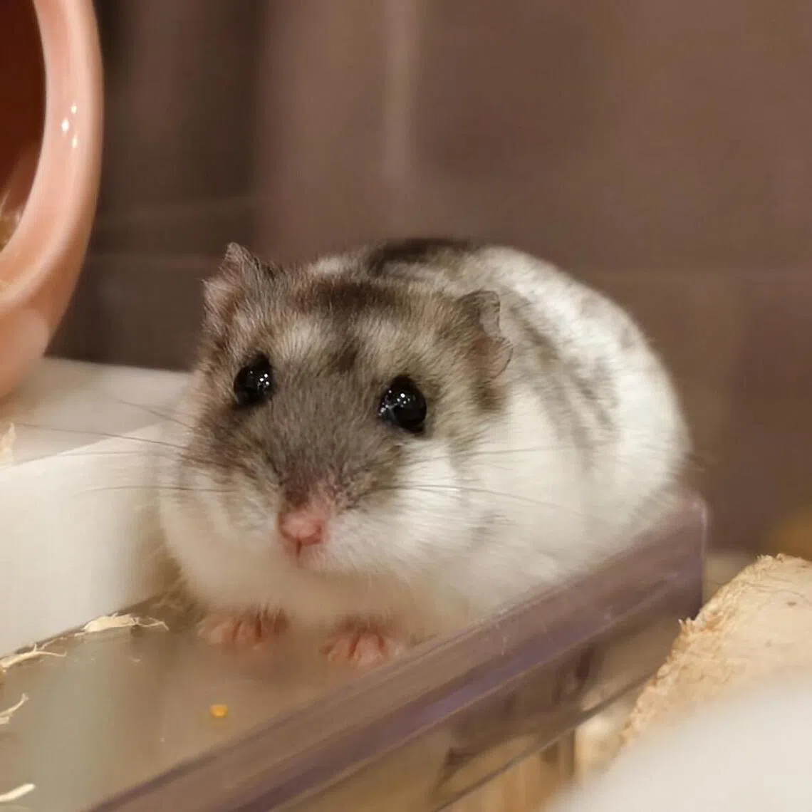 Sleepy, a female dwarf hybrid, loves to eat, especially mealworms. 