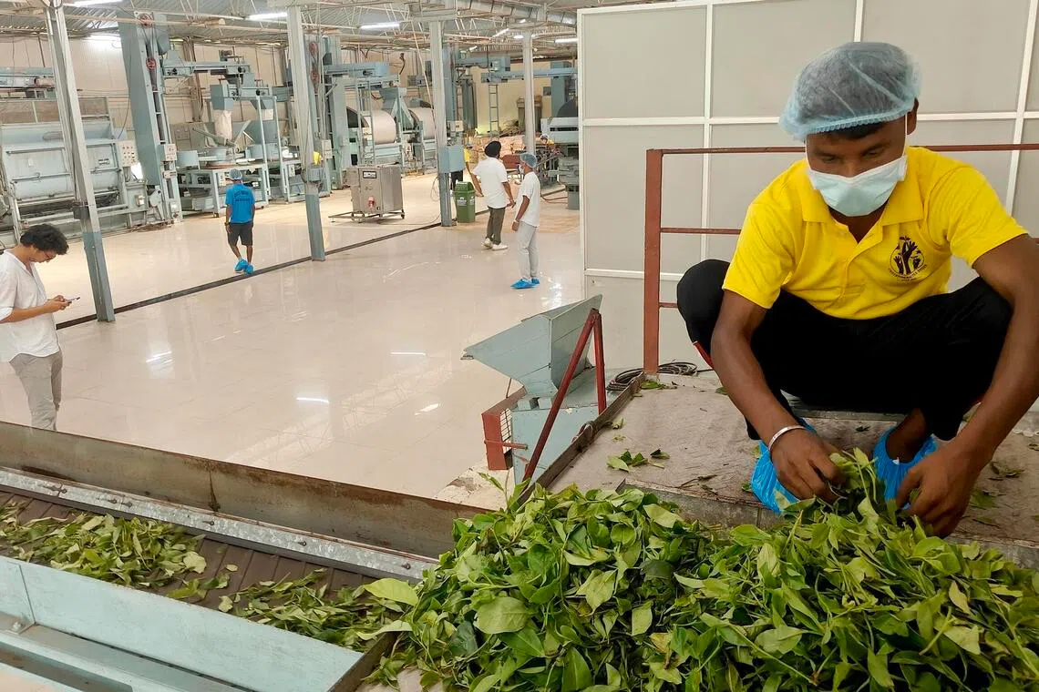 A worker loading fresh tea leaves onto the conveyor belt at Chota Tingrai’s green tea and matcha-making factory.