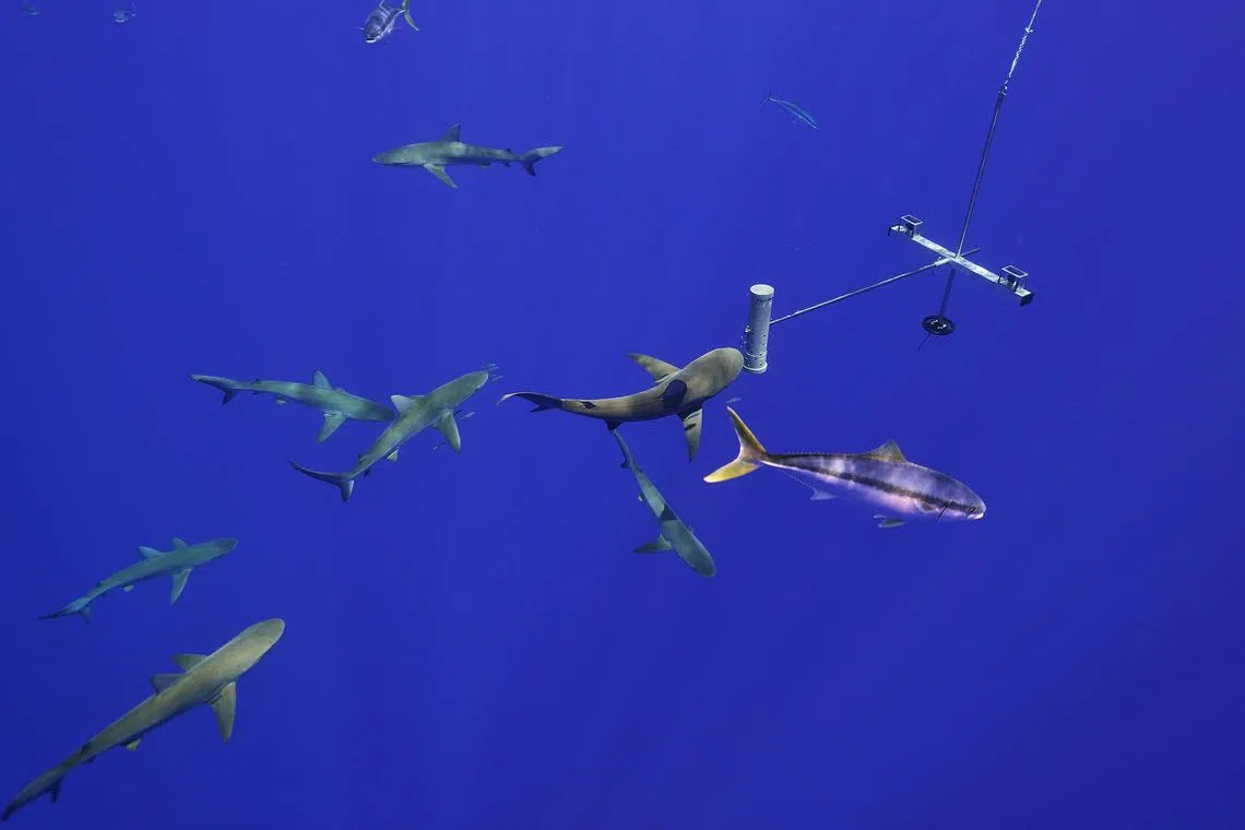 aumpa11 - Underwater camera being used to study sharks and fish (3) (c) Manu San Felix

Credity: University of Western Australia