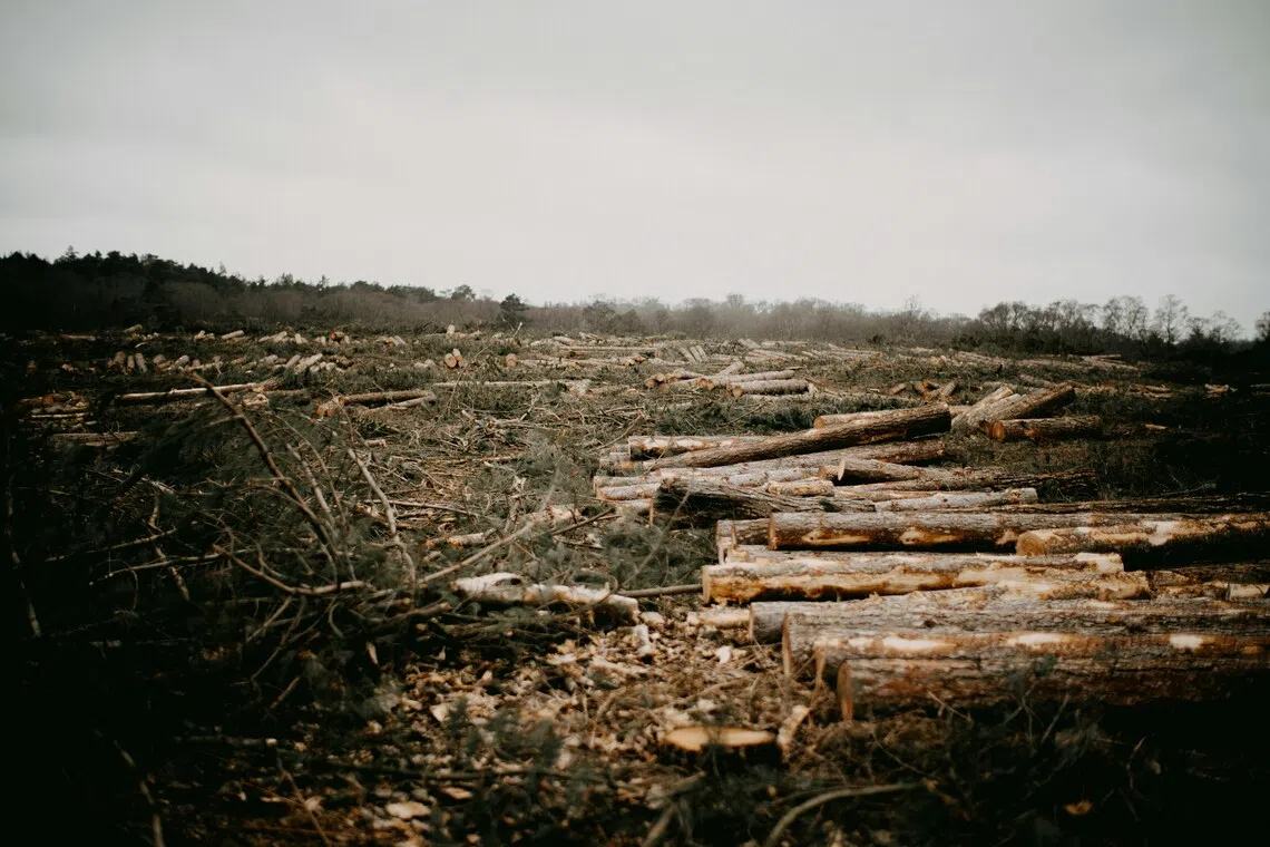 Two projects in Peru involve protecting forested areas from logging. 