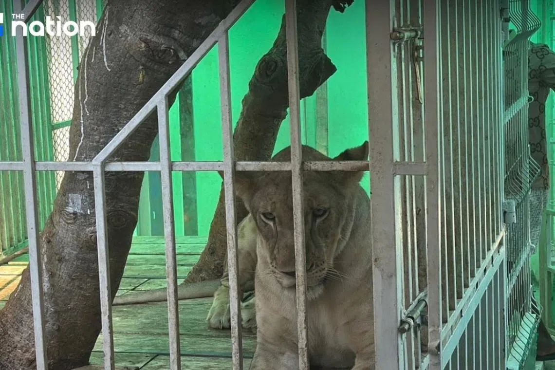 The owner of the lions has agreed to relocate the animals to a new property within a week.