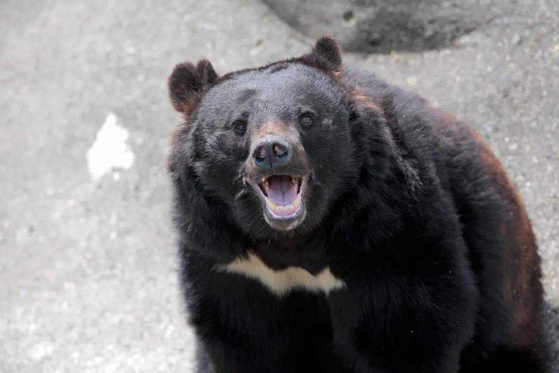 Asiatic black bears, which are smaller in size, are known to be more aggressive than Ussuri brown bears.