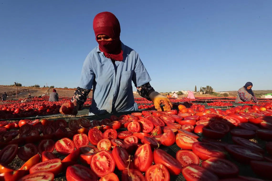 Tunisian farmers cutting tomatoes in half to dry them in the sun in Tebourba, Tunisia, on July 17, 2025. 